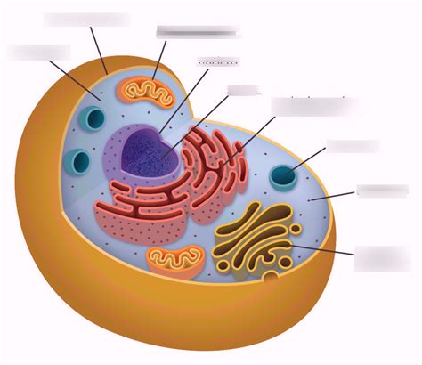 parts of the cell quizlet|identify the cells each of following images.